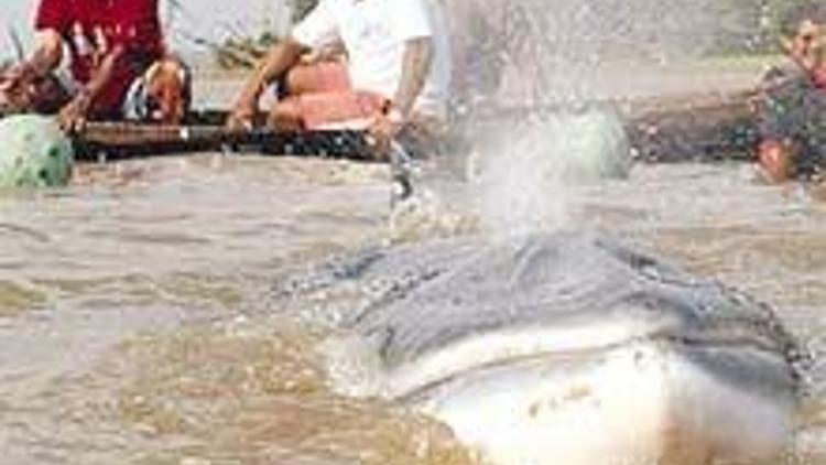 Japonya’da ’bilimsel’ balina katliamı
