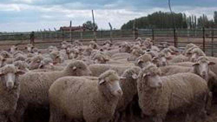 Bakanlığımız ithal koyun yerine kendi yetiştirdiğimiz koyunlara destek versin