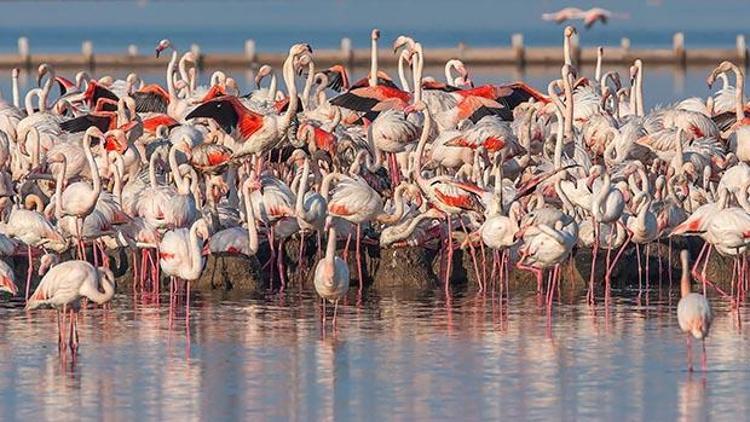 Flamingo adasından 7 bin yavru