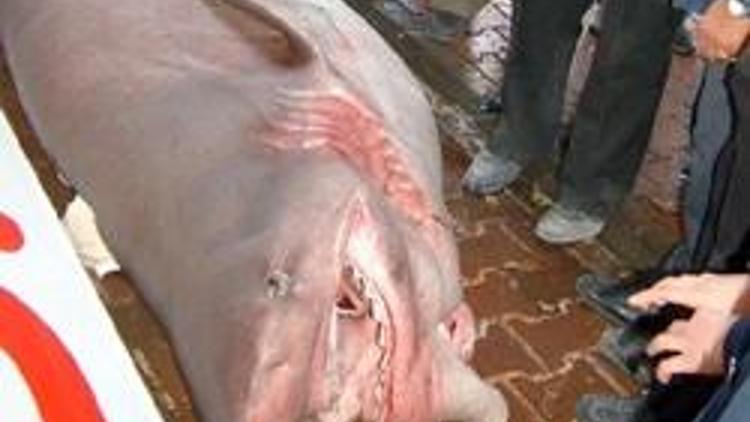 Marmara Denizinde 5 adet köpek balığı yakalandı