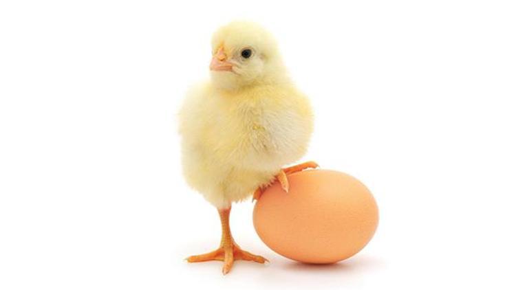 Doğru yumurta nasıl seçilir