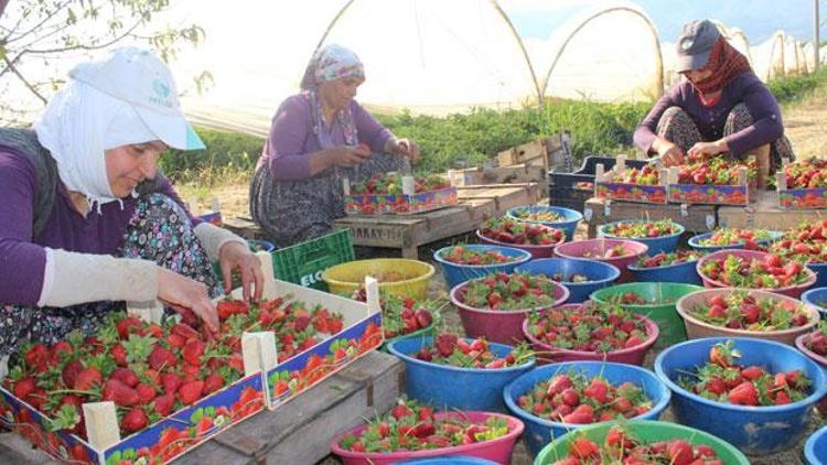 Osmanlı çileği tezgahı görmeden satılıyor