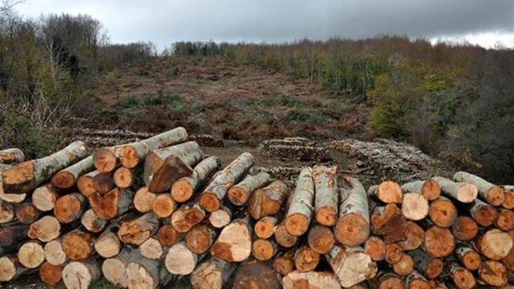 43 bin ağaç kesilecek