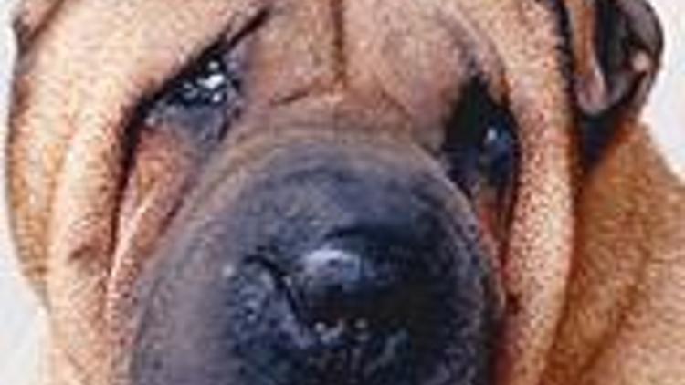 Köpeğe yüz gerdirme operasyonu