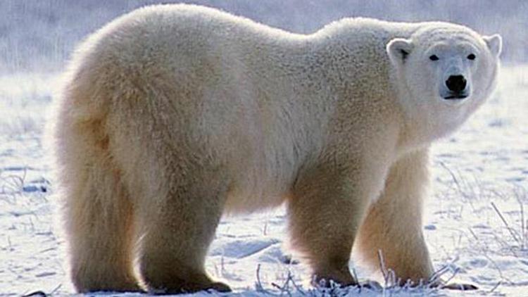 Norveçte kutup ayısı turistlere saldırdı