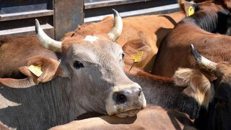 Besilik dana ithalatına izin çıktı