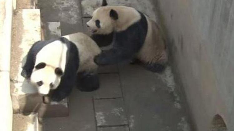 Panda Lu Lu bir rekor daha kırdı