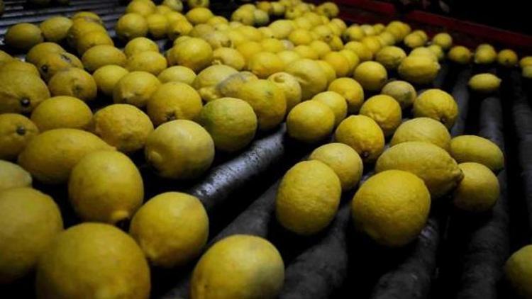 Limon üreticileri sezonu mutlu kapattı