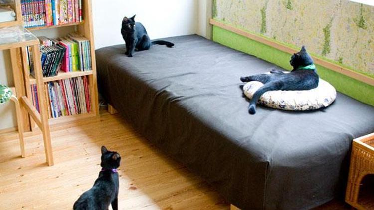 Kara kedilere özel kafe açıldı