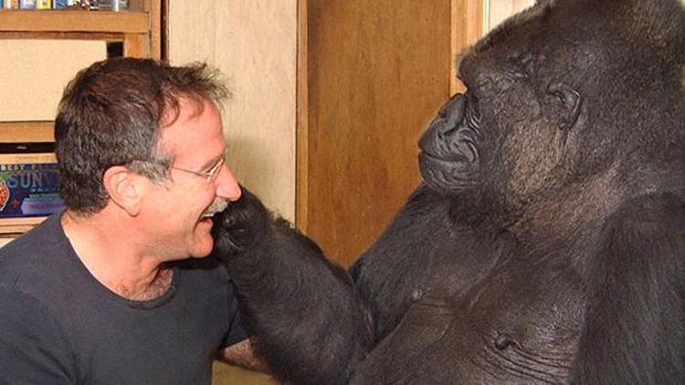 Goril Koko da Robin Williamsın yasını tutuyor