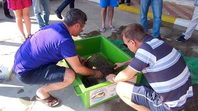 Denizin dikkati caretta carettayı kurtardı