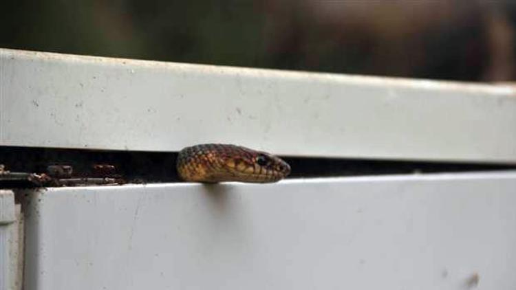Buzdolabına giren yılanı yetkili servis çıkardı