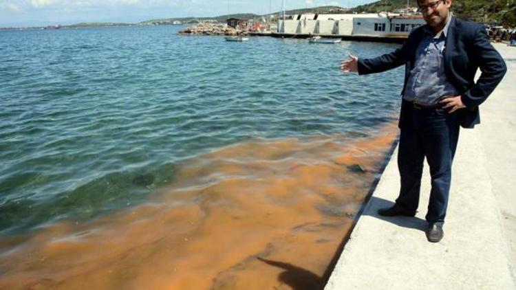 Deniz kirliliği sandılar, balık yumurtası çıktı