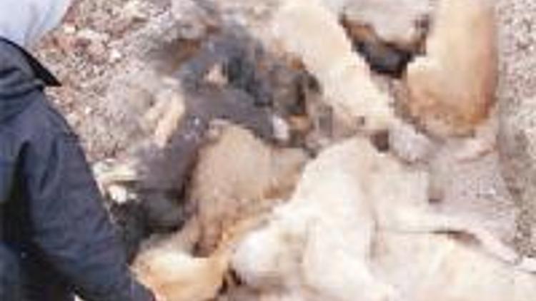 Mamak çöplüğünde yüzlerce ölü köpek