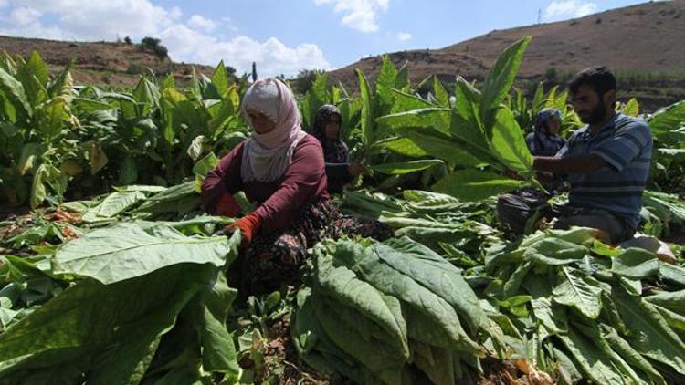 Tütün ihracatı ilk kez 1 milyar doları aştı