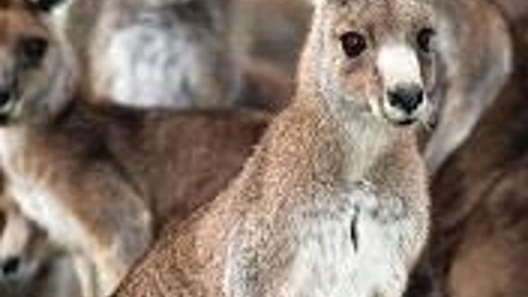 Kanguru enzimiyle cilt kanseri tedavisi