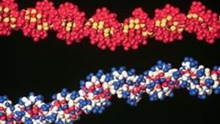 53 bin kelimelik kitabı DNA’nın üzerine yazdılar