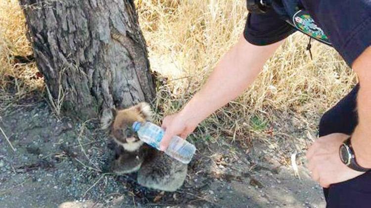 Koala koala olalı böyle sıcak görmedi