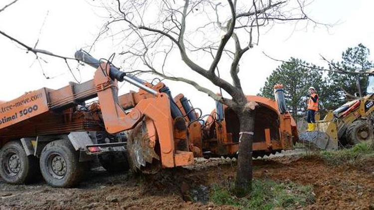 Türkiyede bugüne kadar yapılmış en büyük ağaç taşıma operasyonu
