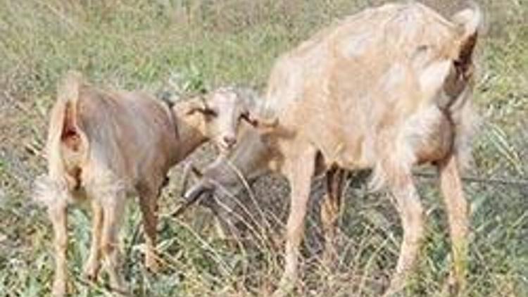 Kuyuya düşyen yavru keçiyi AKUT kurtardı