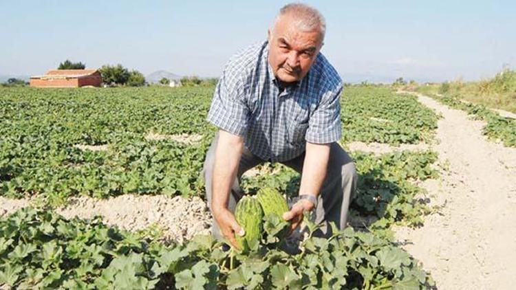 Rekolte yüksek ama hasat gecikiyor