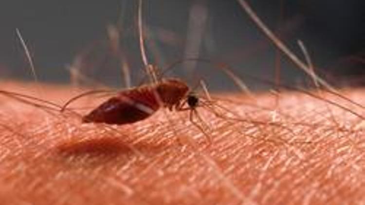 Sivrisinekler neden bazı insanların tadını daha çok seviyor