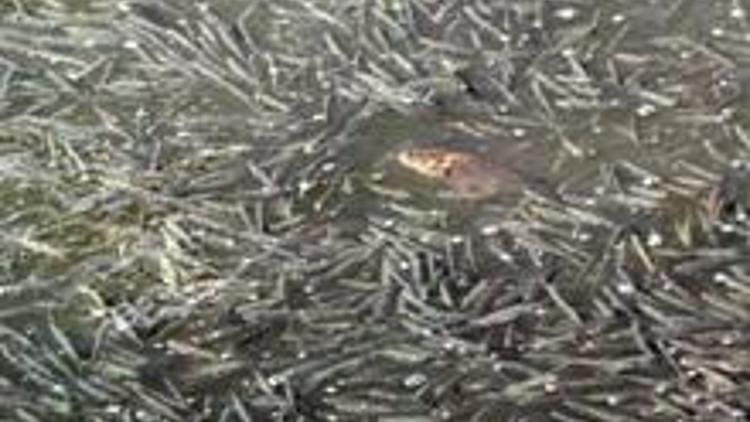 Mogan Gölündeki balık ölümleri yetkilileri harekete geçirdi