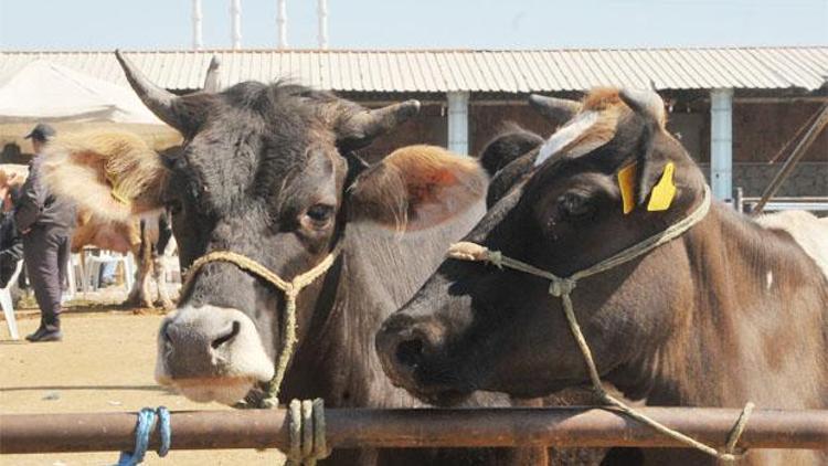 Kurbanın kilosunu göğüs çevresinden belirleyin