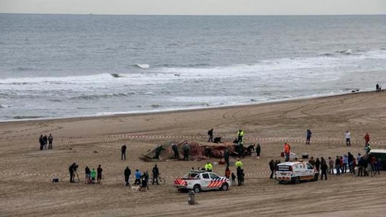 Hollandada ölü balina sahile çekildi