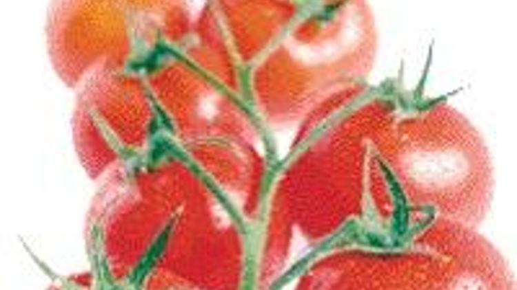 Tat, Harran’da 1 milyon ton domates üretip, 80 milyon dolar yatırımla salça yapacak