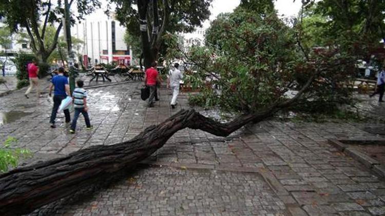 Beyazıt Meydanında ağaç devrildi: 2 ağır yaralı