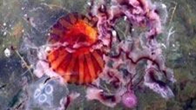 Çanakkale’de zehirli denizanası alarmı