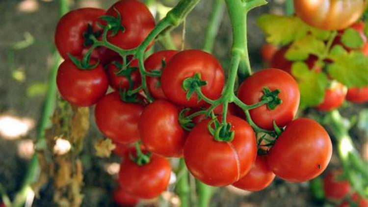 Tokattan Avrupaya domates ihracatı