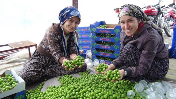 Silifke eriği altınla yarışıyor