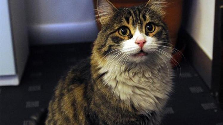 CHPnin kedisi Şero, Hayvan Hakları Genelgesi yayınladı