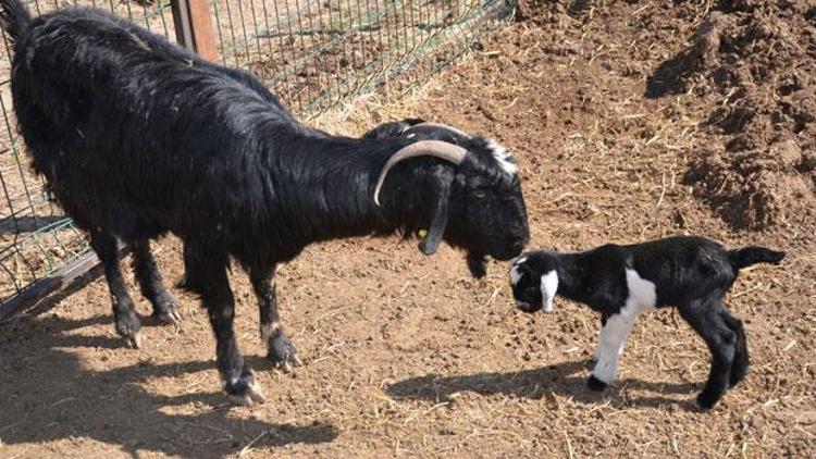 Honamlı keçileri ilk yavrularını doğurdu