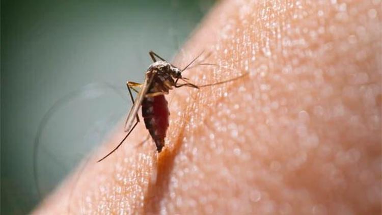 Sivrisineklerin hep sizi seçmesinin nedeni genlermiş