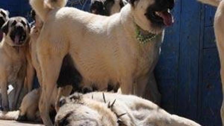 Kangal köpeğinin ölüm nedeni sıcak değil