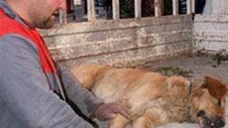 Köpeğini zehirleyen belediyeyi şikayet etti