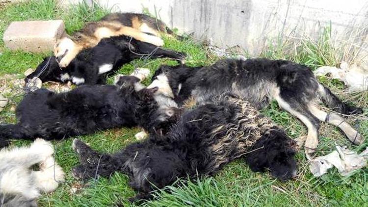 Burdurda yavru köpekleri bağlayıp öldürdüler