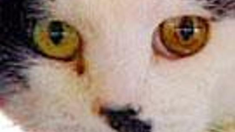 ABD’nin ’kötü kedi Şero’suna sokağa çıkma yasağı
