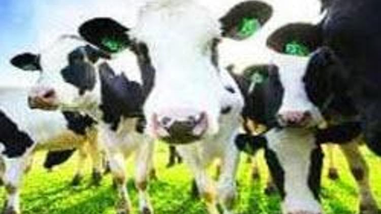 Türkiyenin “ilk klon sığır sürüsü” oluşturulacak