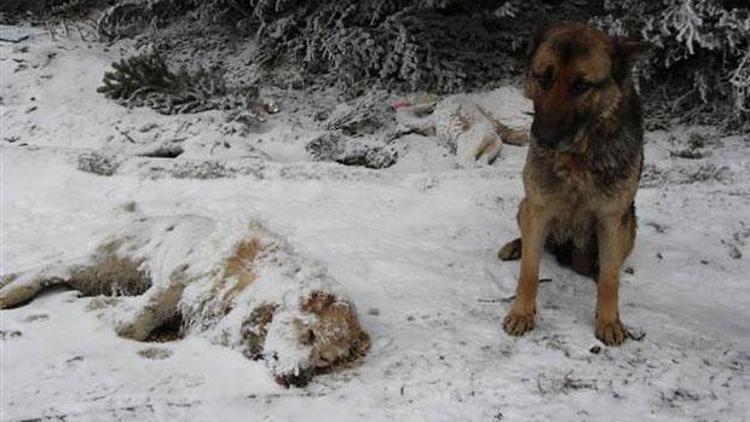 Boluda ölüme terk edilen köpekler telef oldu