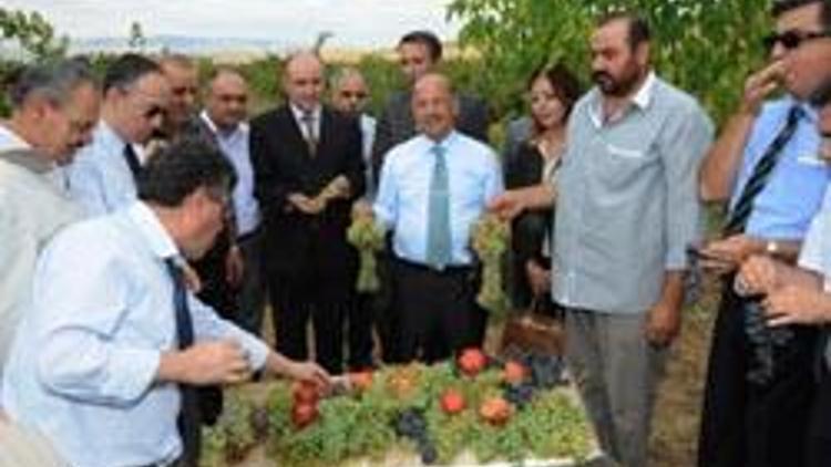 Vali Kolat patates hasadına katıldı