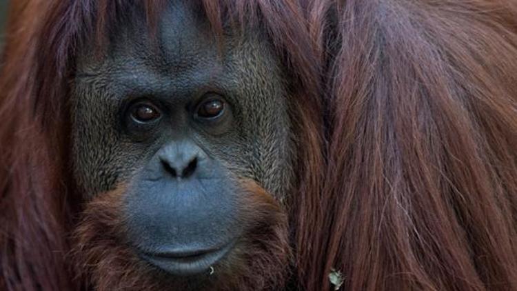 Orangutan Sandra mahkeme tarafından insan yerine konuldu