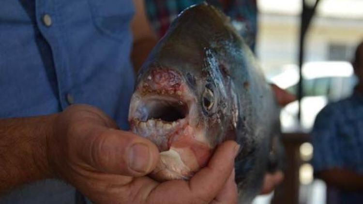 İznik Gölünde 2.5 kilo ağırlığında pirana avlandı