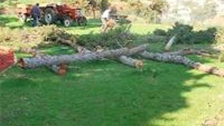 Teleferik için ağaçları kestiler