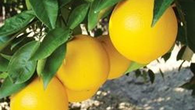 ‘Fatih portakalı’ ürettik 3 ülkeye ihracat göründü