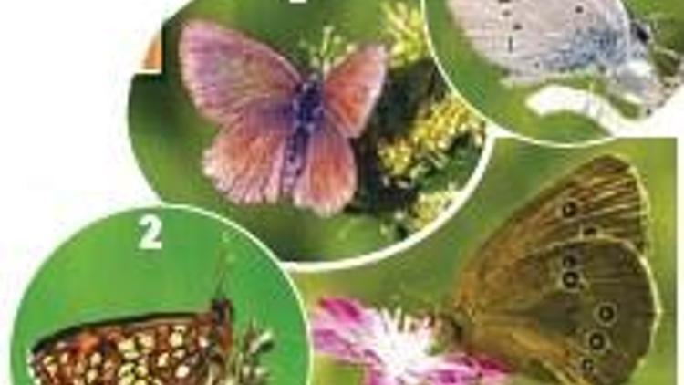 Dört yeni endemik kelebek türü