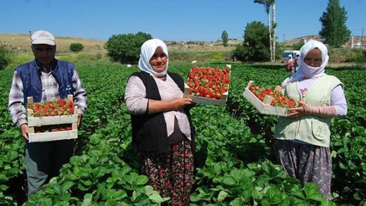 Topraksız çilek üretimi yaygınlaşıyor